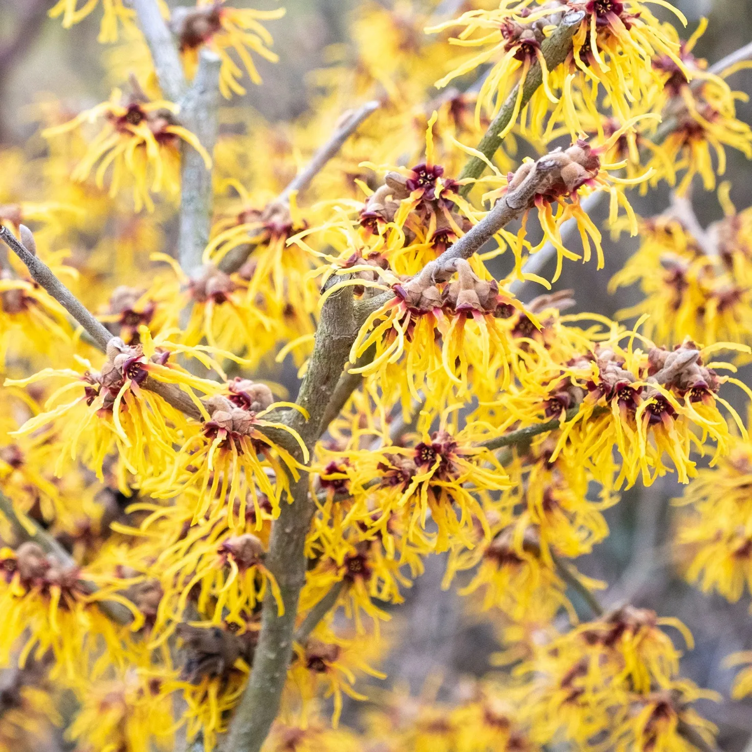 Chinesische Zaubernuss - Blüten mitten im Winter