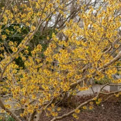 Chinesische Zaubernuss - Blüten mitten im Winter