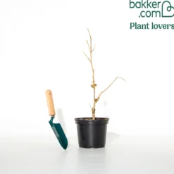 Chinesische Zaubernuss - Blüten mitten im Winter