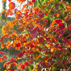 Chinesische Zaubernuss - Blüten mitten im Winter
