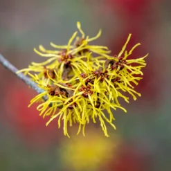 Chinesische Zaubernuss - Blüten mitten im Winter