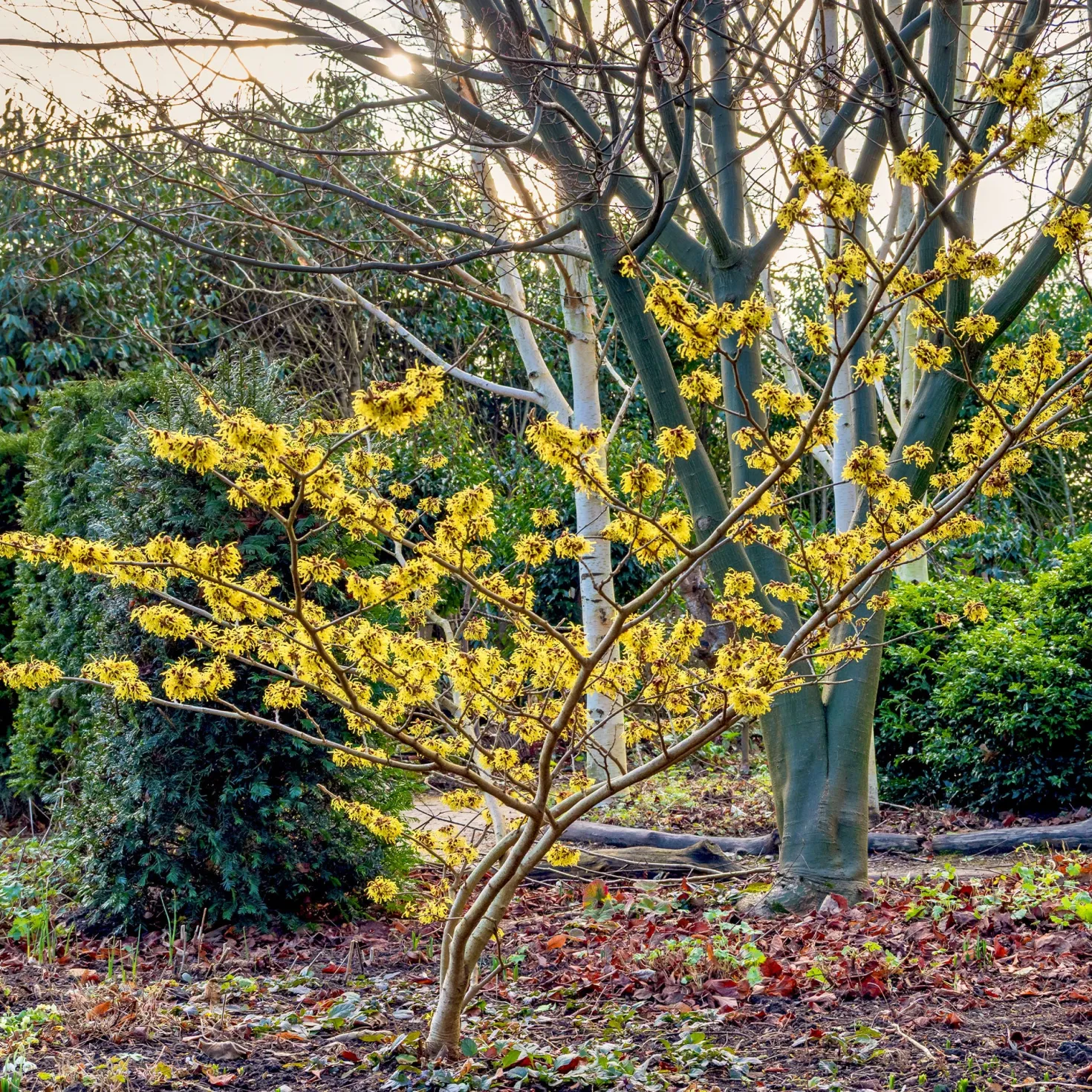 Chinesische Zaubernuss - Blüten mitten im Winter