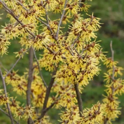 Chinesische Zaubernuss - Blüten mitten im Winter
