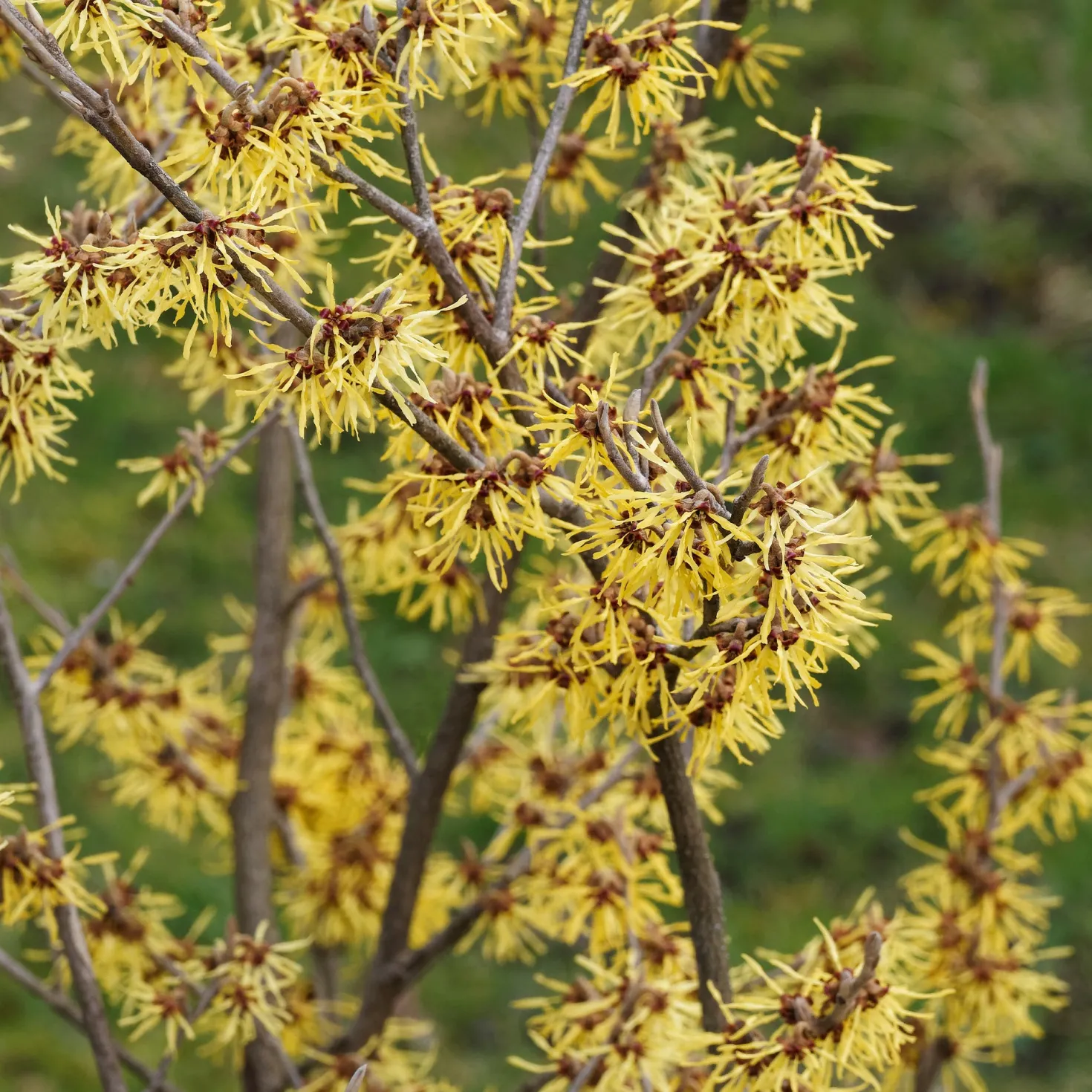 Chinesische Zaubernuss - Blüten mitten im Winter