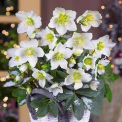Christrose 'Christmas Carol' und sein Weihnachtstopf - Blüht mitten im Winter