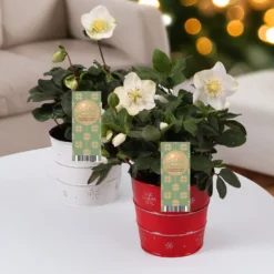Christrose 'Christmas Carol' und sein Weihnachtstopf - Blüht mitten im Winter