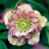Christrose Double Ellen Picotée (x2) - Blüht wenn alles schläft