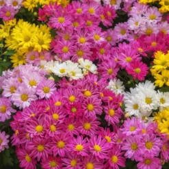 Chrysantheme Carnaval - Farbfeuerwerk im Herbst