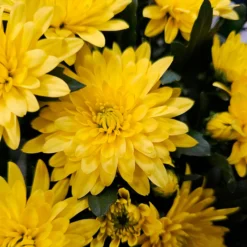 Chrysantheme Gelb - Farbe bis in den Frost
