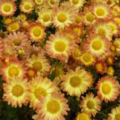 Chrysantheme Letzte Sonne - Farbe bis in den Frost