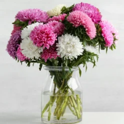 Chrysanthemen-blühende Aster Mischung - Farbenpracht bis in den Herbst
