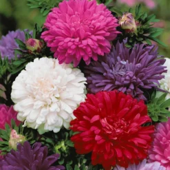 Chrysanthemen-blühende Aster Mischung - Farbenpracht bis in den Herbst