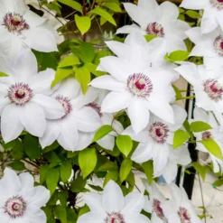 Clematis-Kollektion 'Ville de Lyon', 'Miss Bateman', 'President' (x3) - Farbenfrohes Trio, blühfreudig