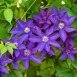 Clematis-Kollektion 'Ville de Lyon', 'Miss Bateman', 'President' (x3) - Farbenfrohes Trio, blühfreudig