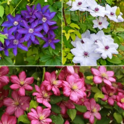 Clematis-Kollektion 'Ville de Lyon', 'Miss Bateman', 'President' (x3) - Farbenfrohes Trio, blühfreudig
