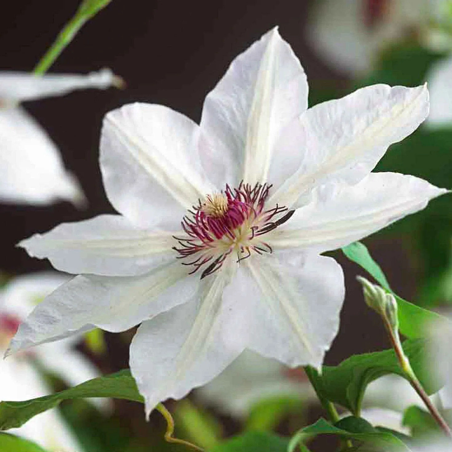 Clematis 'Miss Bateman' - Weiße Blütenpracht am Zaun