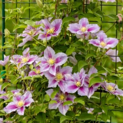 Clematis 'Piilu' - Doppelte Blüte am Zaun