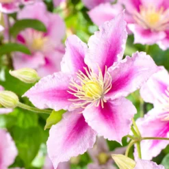 Clematis 'Piilu' - Doppelte Blüte am Zaun