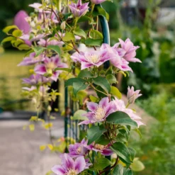 Clematis 'Piilu' - Doppelte Blüte am Zaun