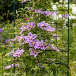 Clematis 'Piilu' - Doppelte Blüte am Zaun