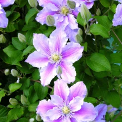 Clematis 'Piilu' - Doppelte Blüte am Zaun