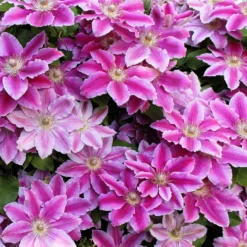 Clematis 'Piilu' - Doppelte Blüte am Zaun