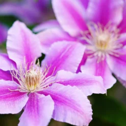 Clematis 'Piilu' - Doppelte Blüte am Zaun