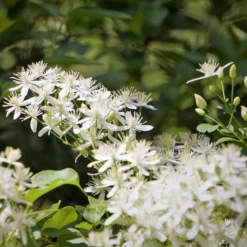 Clematis terniflora Sweet Autumn - Weiße Blütenwolke im Herbst