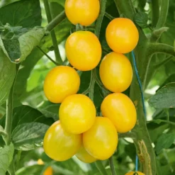 Cocktailtomate 'Gusta Mini Yellow F1' (x3) - Süße Snack-Tomaten satt