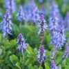 Coleus canina (x3) - Katzen und Hunde bleiben fern