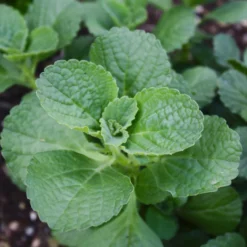 Coleus canina (x3) - Katzen und Hunde bleiben fern