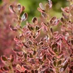 Coprosma Eclipse® - Glänzendes Laub das auffällt