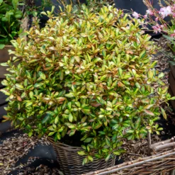Coprosma ‘Evening Glow’ - Farbenspiel das ganze Jahr