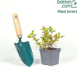 Coprosma ‘Evening Glow’ - Farbenspiel das ganze Jahr