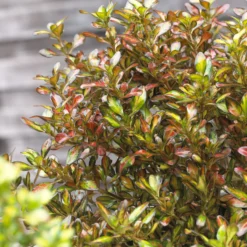 Coprosma ‘Evening Glow’ - Farbenspiel das ganze Jahr