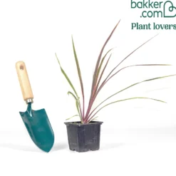 Cordyline ‘Can Can’® - Exotik für Balkon und Beet