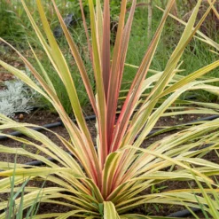 Cordyline ‘Can Can’® - Exotik für Balkon und Beet