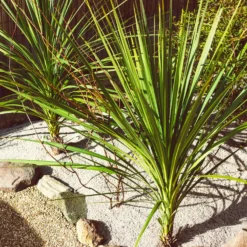Cordyline (Kohlpalme) - Exotik ohne Aufwand