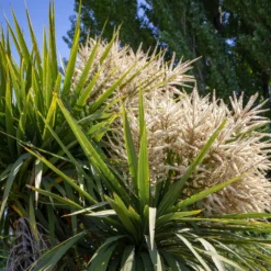 Cordyline (Kohlpalme) - Exotik ohne Aufwand