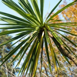 Cordyline (Kohlpalme) - Exotik ohne Aufwand