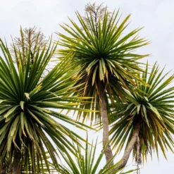 Cordyline (Kohlpalme) - Exotik ohne Aufwand