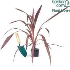 Cordyline ‘Super Star’® - Farbenpracht das ganze Jahr