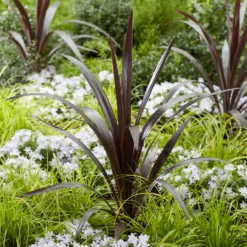 Cordyline ‘Super Star’® - Farbenpracht das ganze Jahr