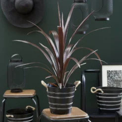 Cordyline ‘Super Star’® - Farbenpracht das ganze Jahr
