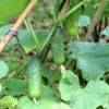 Cornichon Regal F1 Pflanzen - Knackige Ernte den Sommer lang