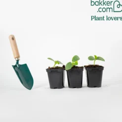 Cornichon Regal F1 Pflanzen - Knackige Ernte den Sommer lang