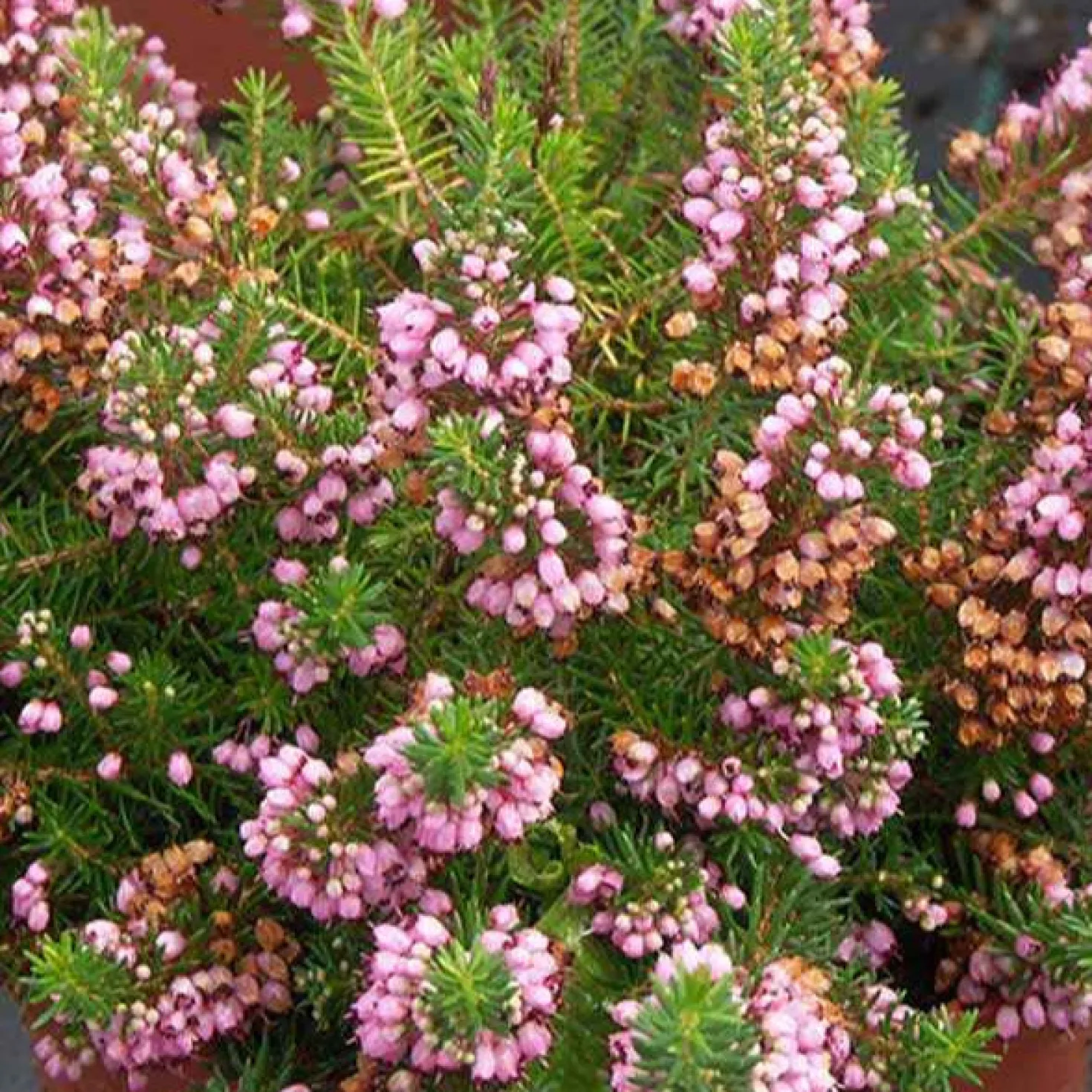 Cornwall-Heide ‘St Keverne’ - Rosa Blütenmeer den ganzen Sommer