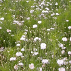 Cremefarbene Blütenmischung - Cremeweiße Blüten leicht gemacht