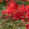 Crocosmia 'Lucifer' rot (x15) - Feuerrote Blüten im Sommer
