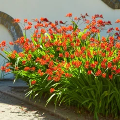 Crocosmia 'Lucifer' rot (x15) - Feuerrote Blüten im Sommer